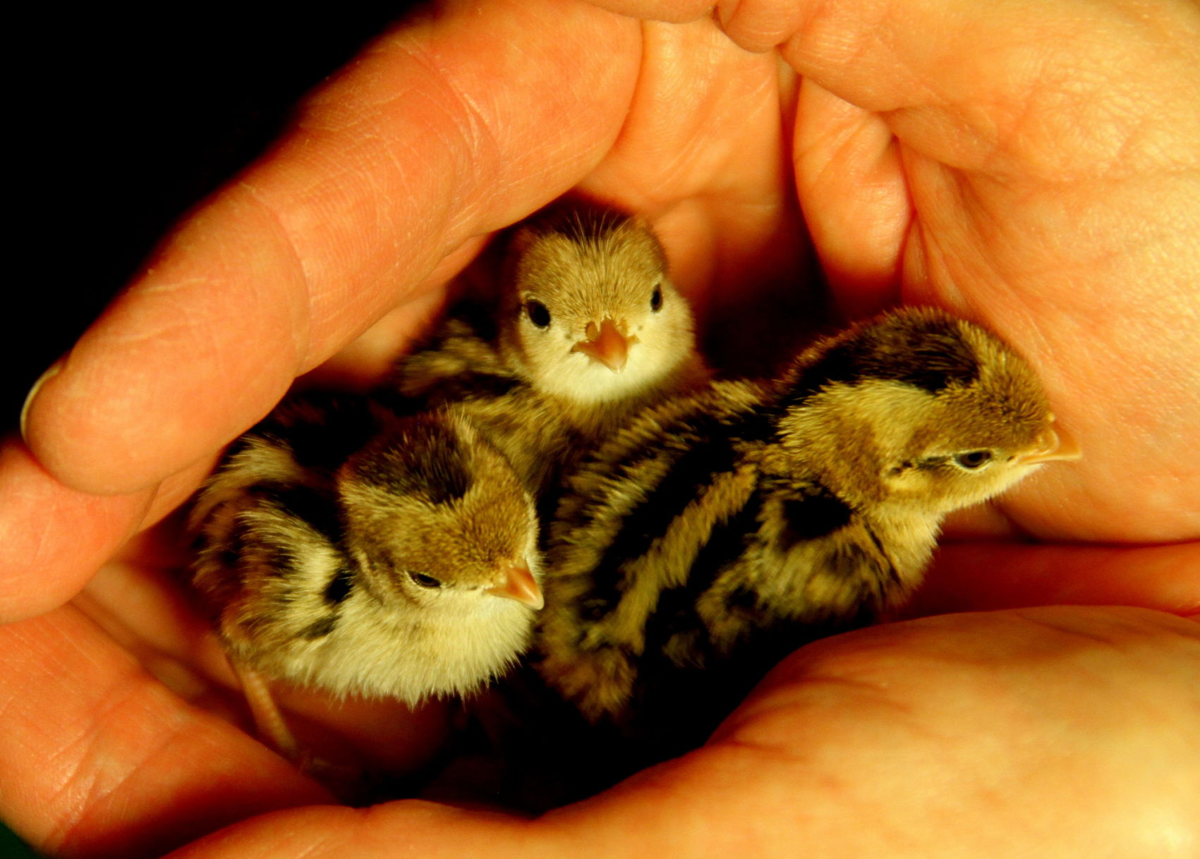 Cheri Fromm holds a trio of 2-day-old baby quails she rescued from blistering temperatures.
